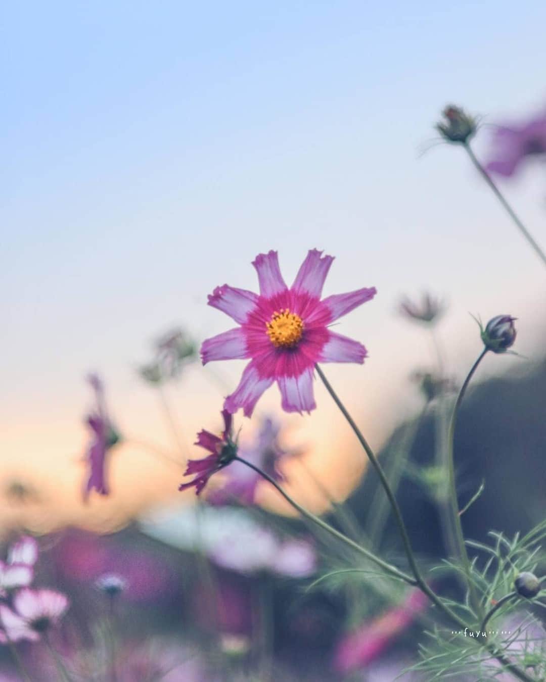 花の写真館のインスタグラム：「Photo by @pipipi.no.⠀ https://instagram.com/pipipi.no/⠀ .⠀ Original Post[投稿いただいたURL]⠀ https://www.instagram.com/p/CHjgeEBAb3x/⠀ .⠀ 本アカウントは、 #私の花の写真 をつけてInstagramに投稿された皆さまの花の写真や、「花の写真館」Facebookページで投稿された花の写真を紹介します。⠀ 「花の写真館」Facebookページは、「 @floral.photograph 」のプロフィールにあるURLからご覧ください。⠀ .⠀ ※各自、政府、自治体など公的機関の指示に従った行動をお願いします。⠀⠀ 東京カメラ部および分室では、写真を「見る楽しみ」を提供することを通して、微力ながら皆様にわずかな時間でも癒しをお届けしたいと思っております。⠀ ※本アカウントは東京カメラ部がFacebook、Instagramのサービスを利用して運営しているもので、Facebook社・Instagramとは一切関係ありません。⠀ .⠀ #花の写真館 #floralphotograph #floralphoto #flower #flowers⠀ Follow: @floral.photograph」