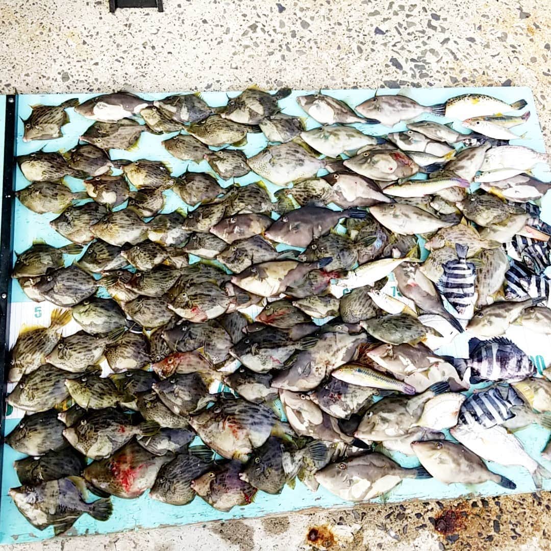 町田星児さんのインスタグラム写真 - (町田星児Instagram)「#能登半島の釣り #カワハギ釣り」11月22日 10時51分 - machidaseiji