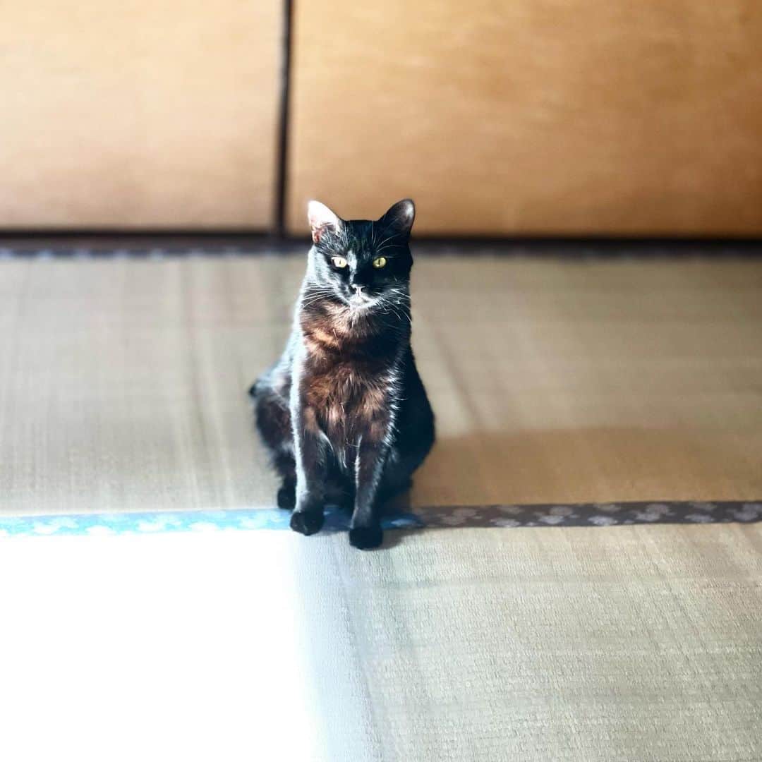 のインスタグラム：「魔犬の額に三日月傷をつけたのはワタシです」