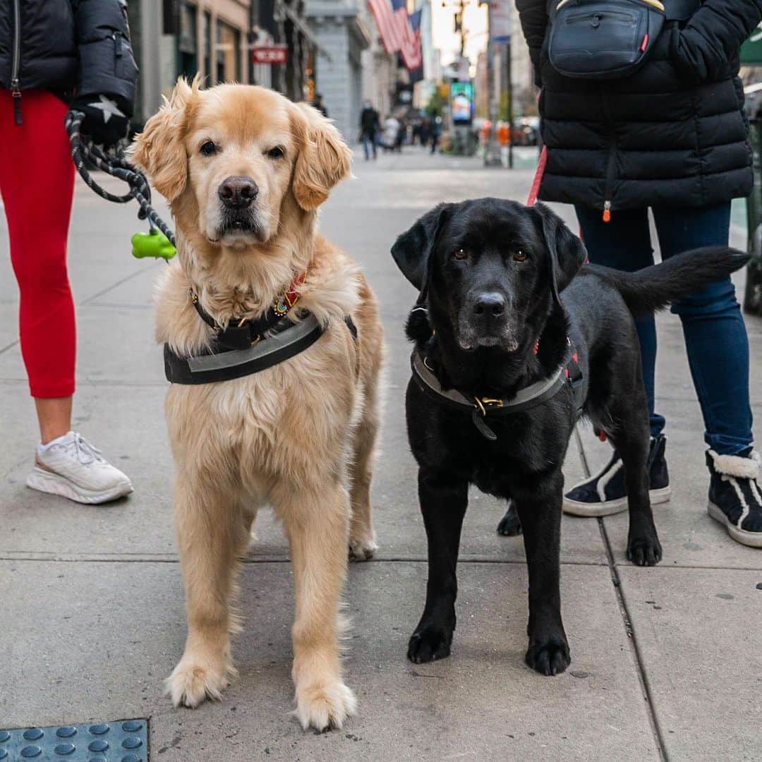 The Dogistさんのインスタグラム写真 - (The DogistInstagram)「Rider & Kloe, Golden Retriever & Labrador Retriever (11 & 9 y/o), 21st & 5th Ave., New York, NY • “Yesterday Rider got a spare rib from the Chinese restaurant and it took four hands to get it out of his mouth. Kloe is a mama's girl.”」11月22日 10時48分 - thedogist