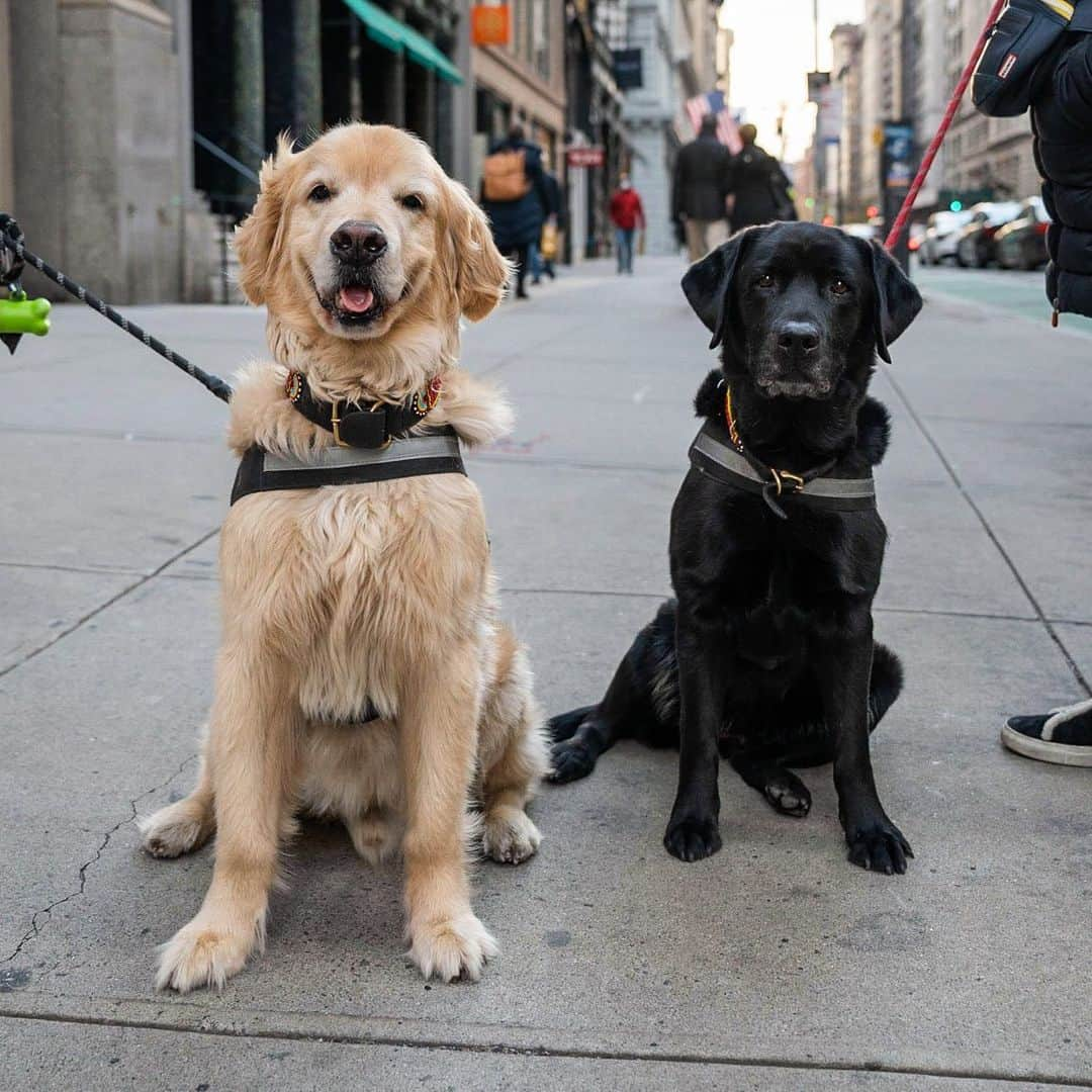 The Dogistさんのインスタグラム写真 - (The DogistInstagram)「Rider & Kloe, Golden Retriever & Labrador Retriever (11 & 9 y/o), 21st & 5th Ave., New York, NY • “Yesterday Rider got a spare rib from the Chinese restaurant and it took four hands to get it out of his mouth. Kloe is a mama's girl.”」11月22日 10時48分 - thedogist