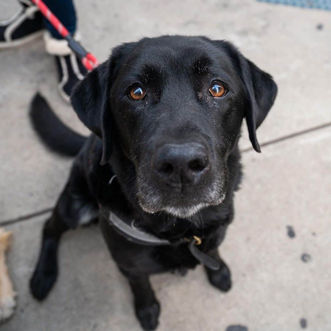 The Dogistさんのインスタグラム写真 - (The DogistInstagram)「Rider & Kloe, Golden Retriever & Labrador Retriever (11 & 9 y/o), 21st & 5th Ave., New York, NY • “Yesterday Rider got a spare rib from the Chinese restaurant and it took four hands to get it out of his mouth. Kloe is a mama's girl.”」11月22日 10時48分 - thedogist