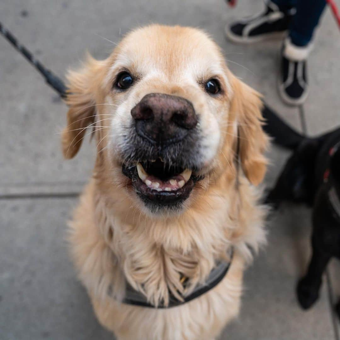 The Dogistさんのインスタグラム写真 - (The DogistInstagram)「Rider & Kloe, Golden Retriever & Labrador Retriever (11 & 9 y/o), 21st & 5th Ave., New York, NY • “Yesterday Rider got a spare rib from the Chinese restaurant and it took four hands to get it out of his mouth. Kloe is a mama's girl.”」11月22日 10時48分 - thedogist