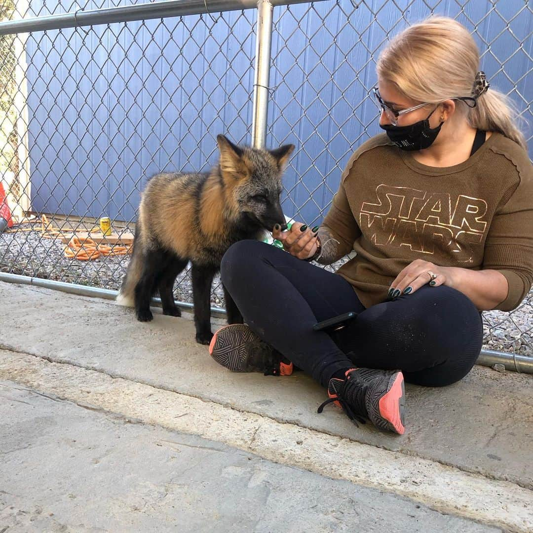 Rylaiさんのインスタグラム写真 - (RylaiInstagram)「Volunteer day at the center- meeting the new babies!!!! The boys are mastering the sit and were having a pretty good time meeting their new friends!  . Today we spent the day making shelves for them to sleep, jump on, and pounce on in their new shed! @_e_clare and Nico helped paint the shed a beautiful blue color that matched Erin’s eyes!! Nico added some cool graffiti on one side ;) @sirtaeto and Melissa cut and put up some shelves and helped with the dig guard.... we had a new volunteer, Omar who helped with some fencing!! Even with the power out today, we rocked our volunteer day!  . We are looking for the following volunteer types:  1) experienced animal trainers/handlers willing to work with one of the new foxes once a week  2) fencing/construction types willing to help with the enclosures, fencing, and the training room!  . . Please DM if you are interested in volunteering! Covid-19 policies in place!  . . #russianbabies #vlad #dmitriy #yuri #sit #training #volunteer #nonprofit #animaltrainers #dogtrainers #animalhandlers #foxes #foxesofig #foxy #support #sandiego #socal #lovefoxes #platinum #cross #silverfox #animal #animalwelfare #animallovers #dogs # . We all took a needed break to enjoy the new babies and introduce them to the team.  We also had a much deserved toast to accomplishing the what seemed like an insurmountable goal of bringing these babies to the center!!  .」11月22日 10時53分 - jabcecc