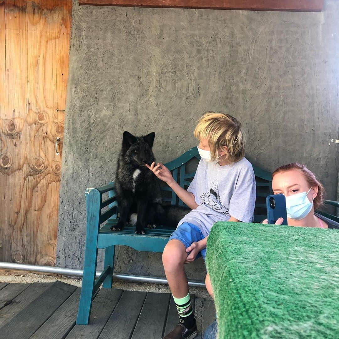 Rylaiさんのインスタグラム写真 - (RylaiInstagram)「Volunteer day at the center- meeting the new babies!!!! The boys are mastering the sit and were having a pretty good time meeting their new friends!  . Today we spent the day making shelves for them to sleep, jump on, and pounce on in their new shed! @_e_clare and Nico helped paint the shed a beautiful blue color that matched Erin’s eyes!! Nico added some cool graffiti on one side ;) @sirtaeto and Melissa cut and put up some shelves and helped with the dig guard.... we had a new volunteer, Omar who helped with some fencing!! Even with the power out today, we rocked our volunteer day!  . We are looking for the following volunteer types:  1) experienced animal trainers/handlers willing to work with one of the new foxes once a week  2) fencing/construction types willing to help with the enclosures, fencing, and the training room!  . . Please DM if you are interested in volunteering! Covid-19 policies in place!  . . #russianbabies #vlad #dmitriy #yuri #sit #training #volunteer #nonprofit #animaltrainers #dogtrainers #animalhandlers #foxes #foxesofig #foxy #support #sandiego #socal #lovefoxes #platinum #cross #silverfox #animal #animalwelfare #animallovers #dogs # . We all took a needed break to enjoy the new babies and introduce them to the team.  We also had a much deserved toast to accomplishing the what seemed like an insurmountable goal of bringing these babies to the center!!  .」11月22日 10時53分 - jabcecc