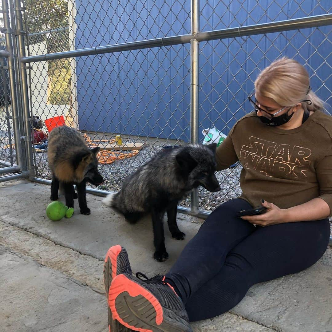 Rylaiさんのインスタグラム写真 - (RylaiInstagram)「Volunteer day at the center- meeting the new babies!!!! The boys are mastering the sit and were having a pretty good time meeting their new friends!  . Today we spent the day making shelves for them to sleep, jump on, and pounce on in their new shed! @_e_clare and Nico helped paint the shed a beautiful blue color that matched Erin’s eyes!! Nico added some cool graffiti on one side ;) @sirtaeto and Melissa cut and put up some shelves and helped with the dig guard.... we had a new volunteer, Omar who helped with some fencing!! Even with the power out today, we rocked our volunteer day!  . We are looking for the following volunteer types:  1) experienced animal trainers/handlers willing to work with one of the new foxes once a week  2) fencing/construction types willing to help with the enclosures, fencing, and the training room!  . . Please DM if you are interested in volunteering! Covid-19 policies in place!  . . #russianbabies #vlad #dmitriy #yuri #sit #training #volunteer #nonprofit #animaltrainers #dogtrainers #animalhandlers #foxes #foxesofig #foxy #support #sandiego #socal #lovefoxes #platinum #cross #silverfox #animal #animalwelfare #animallovers #dogs # . We all took a needed break to enjoy the new babies and introduce them to the team.  We also had a much deserved toast to accomplishing the what seemed like an insurmountable goal of bringing these babies to the center!!  .」11月22日 10時53分 - jabcecc