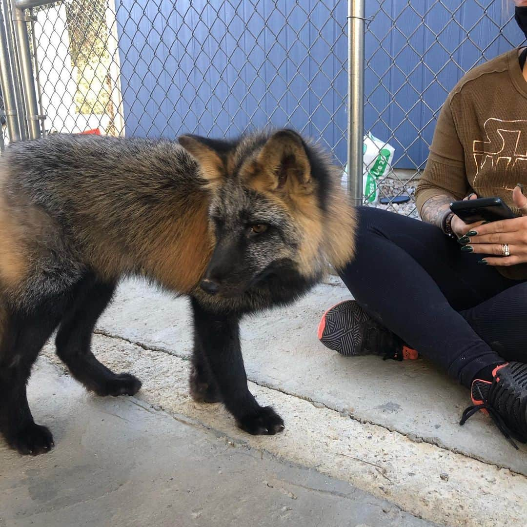 Rylaiさんのインスタグラム写真 - (RylaiInstagram)「Volunteer day at the center- meeting the new babies!!!! The boys are mastering the sit and were having a pretty good time meeting their new friends!  . Today we spent the day making shelves for them to sleep, jump on, and pounce on in their new shed! @_e_clare and Nico helped paint the shed a beautiful blue color that matched Erin’s eyes!! Nico added some cool graffiti on one side ;) @sirtaeto and Melissa cut and put up some shelves and helped with the dig guard.... we had a new volunteer, Omar who helped with some fencing!! Even with the power out today, we rocked our volunteer day!  . We are looking for the following volunteer types:  1) experienced animal trainers/handlers willing to work with one of the new foxes once a week  2) fencing/construction types willing to help with the enclosures, fencing, and the training room!  . . Please DM if you are interested in volunteering! Covid-19 policies in place!  . . #russianbabies #vlad #dmitriy #yuri #sit #training #volunteer #nonprofit #animaltrainers #dogtrainers #animalhandlers #foxes #foxesofig #foxy #support #sandiego #socal #lovefoxes #platinum #cross #silverfox #animal #animalwelfare #animallovers #dogs # . We all took a needed break to enjoy the new babies and introduce them to the team.  We also had a much deserved toast to accomplishing the what seemed like an insurmountable goal of bringing these babies to the center!!  .」11月22日 10時53分 - jabcecc