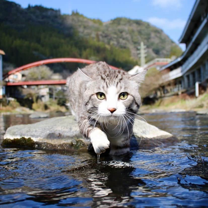 Nyankichi Noranekoさんのインスタグラム写真 - (Nyankichi NoranekoInstagram)「明日は鹿児島で仕事にゃり😸 今から妙見温泉に向けて出発🚘 前入りにゃり😸  明天喵吉老師會在鹿兒島工作喵哩😸 現在開始朝向妙見温泉出發🚘 要提早到達喵哩😸   Nyankichi will work in Kagoshima tomorrow meow😸 Now I start my trip approaching Myoken Onsen (Hot Spring)🚘 I have to arrive the day before meow 😸  #猫 #cat #고양이 #แมว #貓 #кошка #wats #chat #ニャンスタグラム #gato #catsofinstagram #ねこ部 #旅猫 #cats #aso #japan #猫写真 #ねこ #seekor #ネコ #kitty #パトロール #kucing #kucinglucu #妙見温泉」11月22日 11時11分 - noraneko_nyankichi