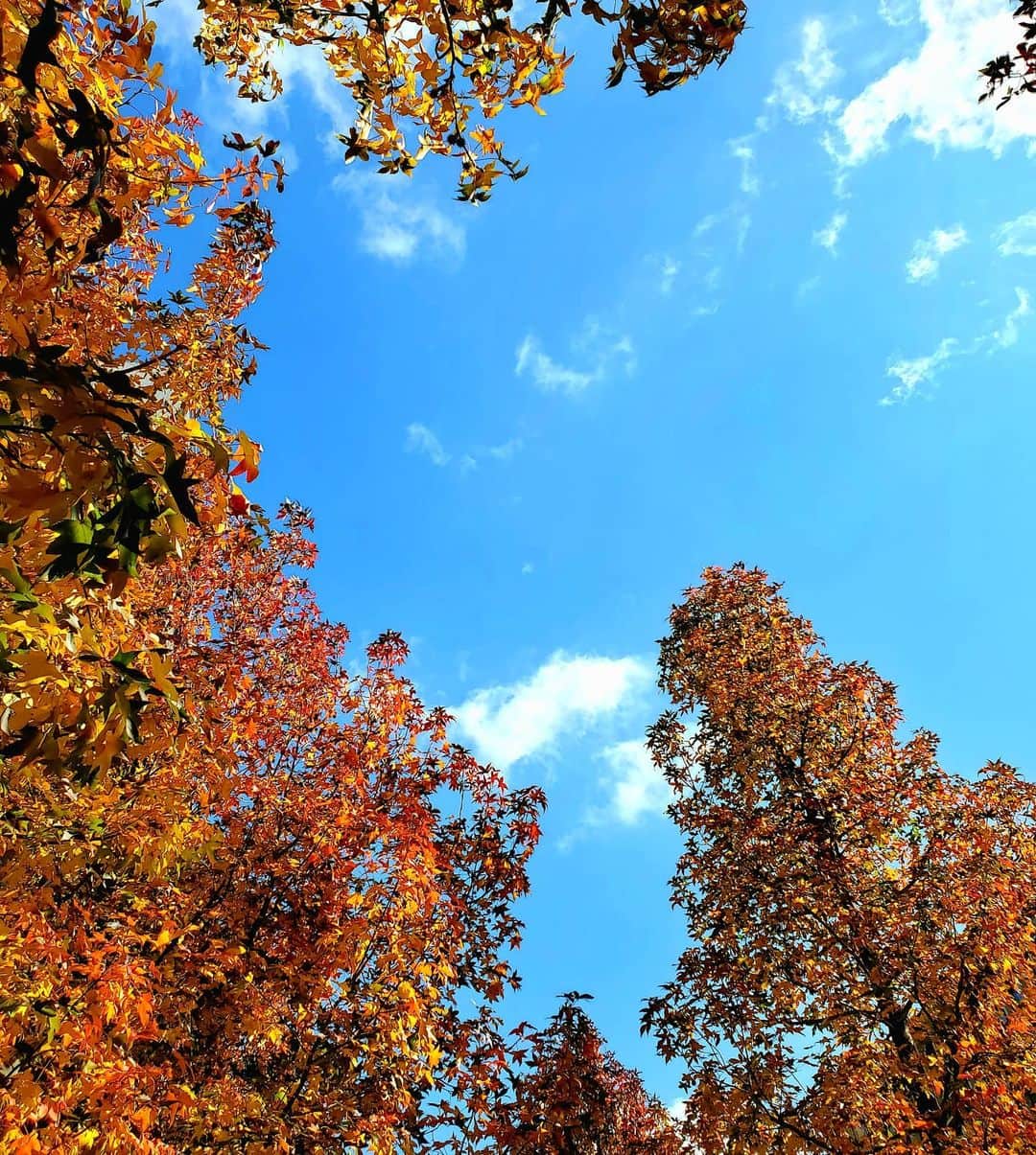 のインスタグラム：「綺麗に紅葉してました！ #紅葉 #青空 #tokyo #japan」