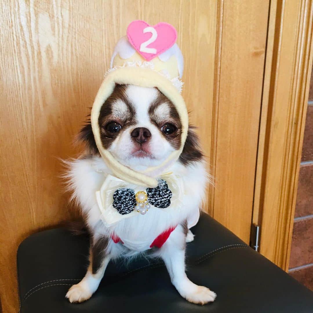 犬小屋??さんのインスタグラム写真 - (犬小屋??Instagram)「2020年11月22日 今日は、ふしぎちゃん２歳のお誕生日🎉🎂 秋晴れの浜名湖で、ふしぎらしく活き活きと走っています😍  #chihuahua  #犬小屋 #chihuahuastagram  #my_eos_photo  #チワワ #チワワのいる暮らし  #ちわわ大好き  #ちわわ部  #チワワ多頭飼い  #canon  #canon_photos  #ファインダー越しの私の世界  #cutydog  #ちわわ親バカ部  #ロングコートチワワ  @bururibbonstyle」11月22日 11時33分 - tiwa1109