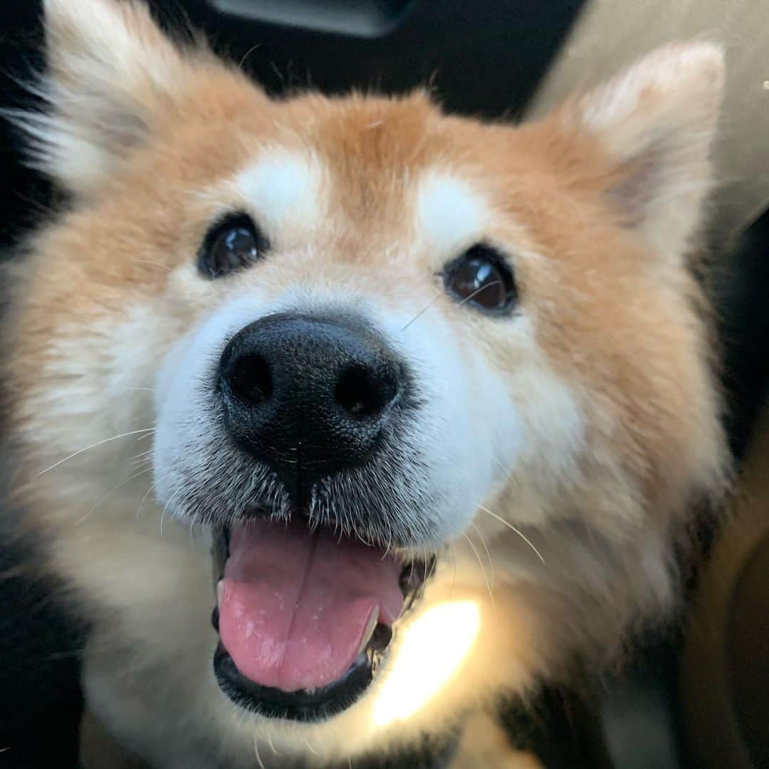 Coffeeのインスタグラム：「搬家後再去找  @corner_pet 的美容師姐姐，期待❤️～ #角落毛球寵物沐浴健行館  #coffee_and_apple」