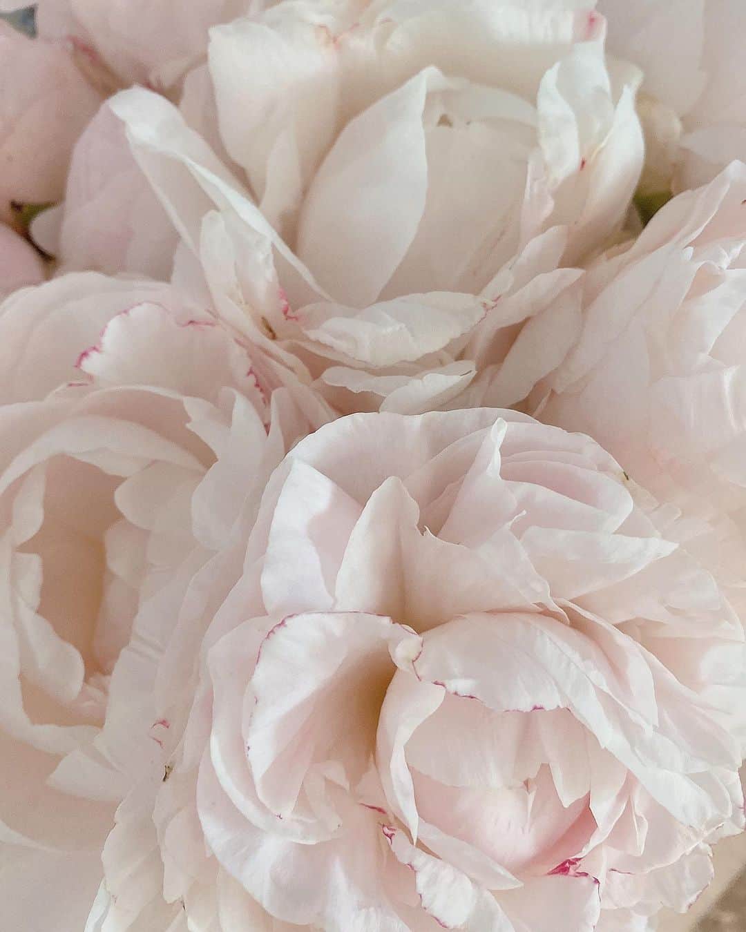 キンバリー・アン・ウォーテマス・ティアムシリのインスタグラム：「Bloomy peonies 🤍🌸」