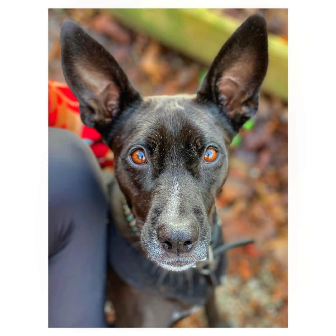 シャンテル・ヴァンサンテンさんのインスタグラム写真 - (シャンテル・ヴァンサンテンInstagram)「Mom and Daughter hike for Nova’s (not so little) girl Millie who turned 2 today!!! How special is this we got to celebrate this day as pup parents together! @alleytothevalley @kristiehannah @iamvictorwebster and I kept saying how grateful we are to @acredogs for saving our babies from the streets so they could be a part of our family! HAPPY BIRTHDAY MILLIE... your mama Nova loves you ❤️ #CrazyDogOwners #DogsArePeopleToo #AdpotDontShop」11月22日 11時44分 - therealshantel