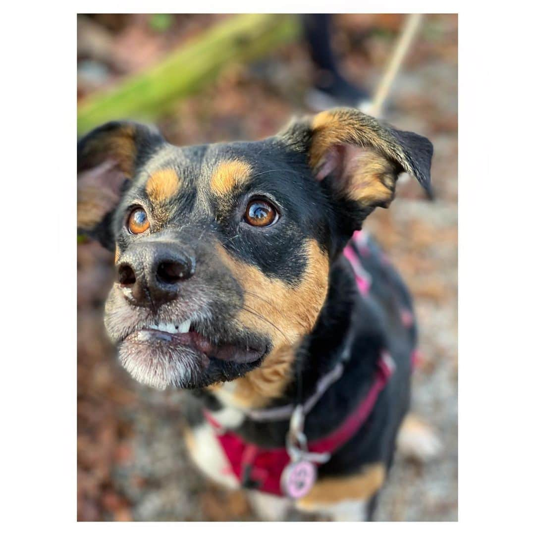 シャンテル・ヴァンサンテンさんのインスタグラム写真 - (シャンテル・ヴァンサンテンInstagram)「Mom and Daughter hike for Nova’s (not so little) girl Millie who turned 2 today!!! How special is this we got to celebrate this day as pup parents together! @alleytothevalley @kristiehannah @iamvictorwebster and I kept saying how grateful we are to @acredogs for saving our babies from the streets so they could be a part of our family! HAPPY BIRTHDAY MILLIE... your mama Nova loves you ❤️ #CrazyDogOwners #DogsArePeopleToo #AdpotDontShop」11月22日 11時44分 - therealshantel