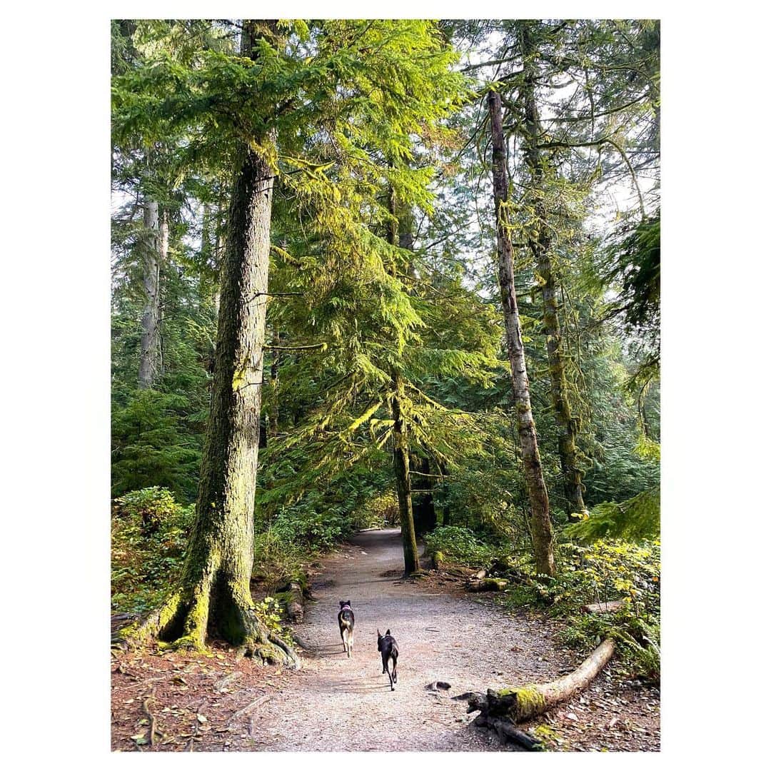 のインスタグラム：「Mom and Daughter hike for Nova’s (not so little) girl Millie who turned 2 today!!! How special is this we got to celebrate this day as pup parents together! @alleytothevalley @kristiehannah @iamvictorwebster and I kept saying how grateful we are to @acredogs for saving our babies from the streets so they could be a part of our family! HAPPY BIRTHDAY MILLIE... your mama Nova loves you ❤️ #CrazyDogOwners #DogsArePeopleToo #AdpotDontShop」