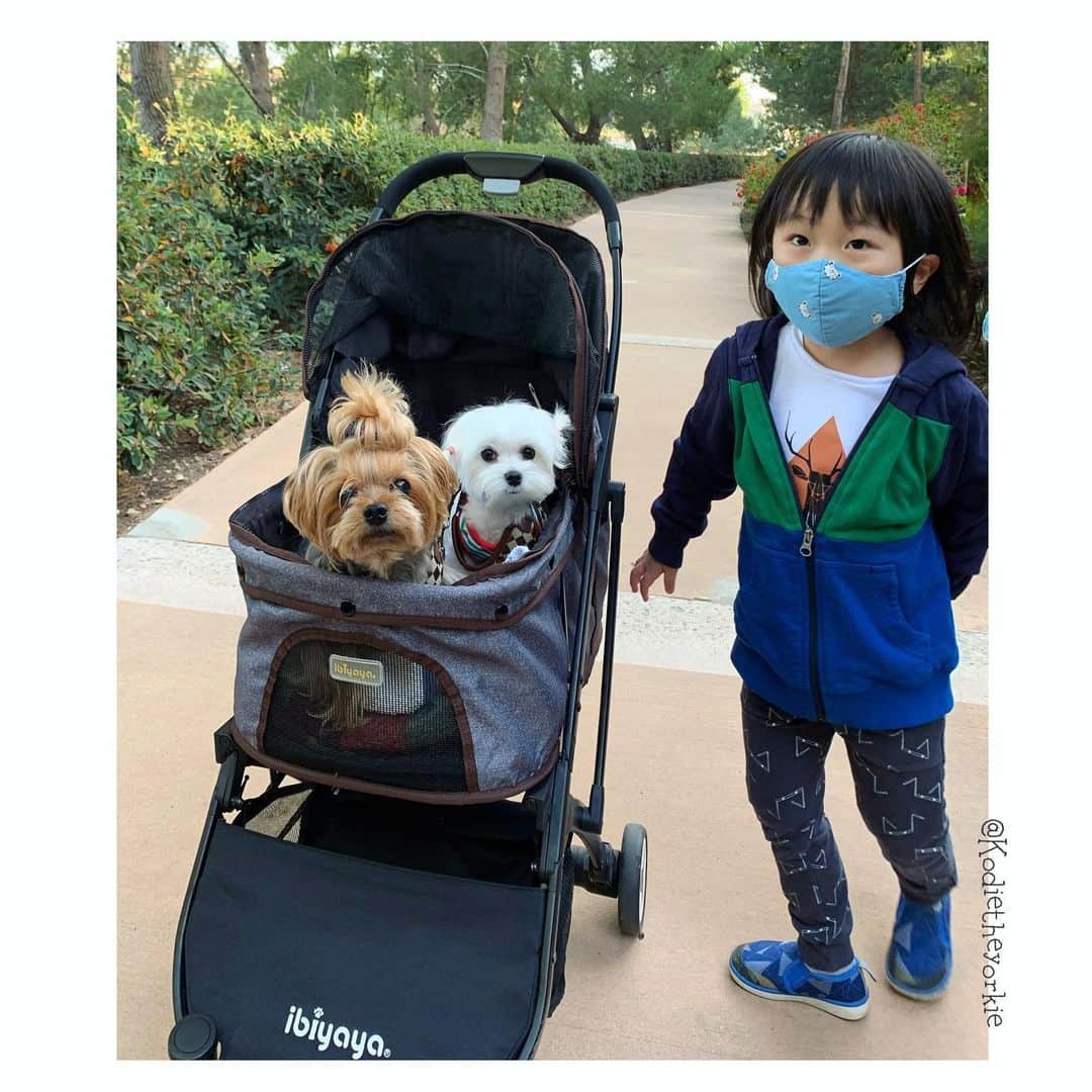 Kodie Bearさんのインスタグラム写真 - (Kodie BearInstagram)「👦🏻Hunter and 🎀Somie, and 🐶Kodie went for an afternoon walk🎏🎏🎏」11月22日 11時46分 - kodietheyorkie
