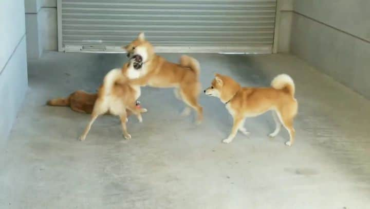 柴犬たま Shibainu Tamaのインスタグラム