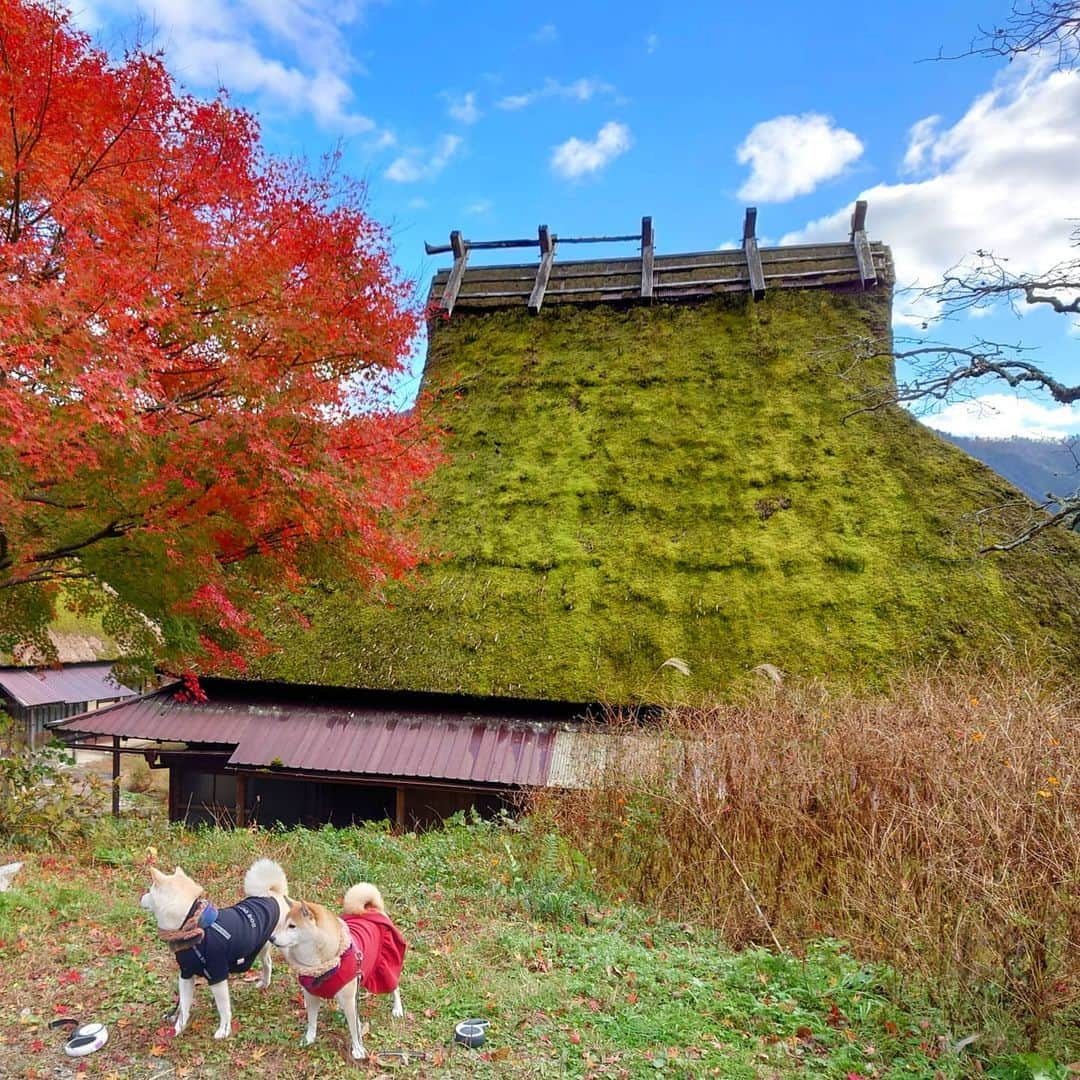 ちゃみさんのインスタグラム写真 - (ちゃみInstagram)「. 昨日はサム君 @shiba.sam.papa と美山の里へ♫ 里山の田園風景とかやぶき屋根の民家を見ながらの散策散歩🐶 癒やされました〜😊✨ ❶待ち合わせ場所にサム君が！ チャーミーの好き好きが🙈笑 ❷サム君を見ながら走るチャーミーが 可愛かった😊 ❸美山の里 ❹西洋すすき🌾大きさにびっくり！ ❺帰りに寄った日吉ダム いつかキャンプしたいとこ😁 ❻❼❽❾写真　 なかなかこっち見てくれなかった😅 . #美山の里　#日吉ダム . #柴犬#しばいぬ#犬#愛犬#いぬのいる暮らし#いぬのきもち#癒し#紅葉#紅葉狩り#shiba#shibainu#dog#doge」11月22日 12時15分 - shiba_charmy