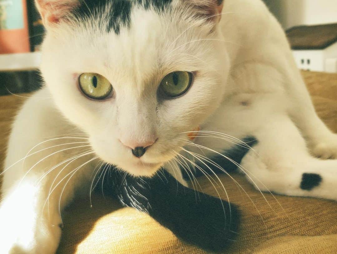 佐藤乃莉さんのインスタグラム写真 - (佐藤乃莉Instagram)「休めてるかな？  佐藤はおすしととろけてますw  #cat#おすし#family#love#ねこ」11月22日 12時34分 - nori_sato_