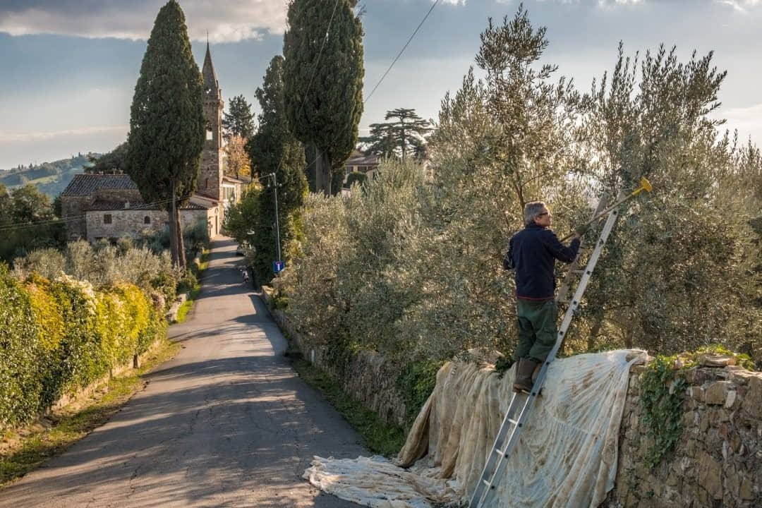 National Geographic Travelさんのインスタグラム写真 - (National Geographic TravelInstagram)「Photo by @francescolastrucci / It’s olive harvest season here on the Florentine hills of Tuscany, Italy. As always, the olives are hand-picked, hand-selected, and machine-pressed. After a few weeks we celebrate that yellow-green, fresh, new oil that we call "olio novo.” It has an amazing and specific pungent taste that is almost spicy.  I always like to wander around the hills trying to capture the people working outdoors. Despite the work being long and hard, it somehow looks idyllic. I photographed this scene by the small church of Monteripaldi. After taking a few shots, me and Paolo, the lovely man who was harvesting, started to recognize each other in a moment of serendipity: We were relatives who hadn’t met since I was a kid.  Follow me @francescolastrucci for more places, daily life, and stories around the world. #tuscany #italy #dailylife」11月22日 12時34分 - natgeotravel