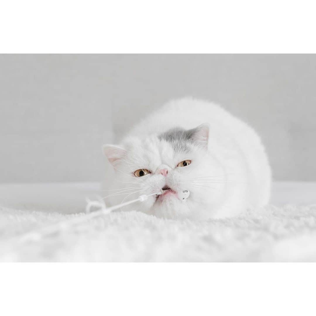 annie&pADdinGtoNさんのインスタグラム写真 - (annie&pADdinGtoNInstagram)「Harold’s strange addiction 🔌 #hazard #cords #iwantsallthecords #naughty #badkitty #cat #cats #catsofinstagram #exoticshorthair #kitty #ilovemycat #instagood #weeklyfluff #instadaily #catlife #catlovers #crazycatlady」11月22日 12時35分 - anniepaddington