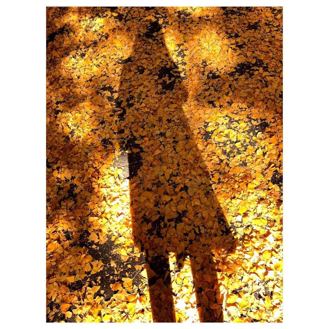 理絵さんのインスタグラム写真 - (理絵Instagram)「誰もいない銀杏の絨毯💛  #fallenleaves #銀杏 #銀杏の葉 #イチョウ #落ち葉 #낙엽 #銀杏の絨毯 #影 #tokyo #japan」11月22日 12時48分 - ____rie____