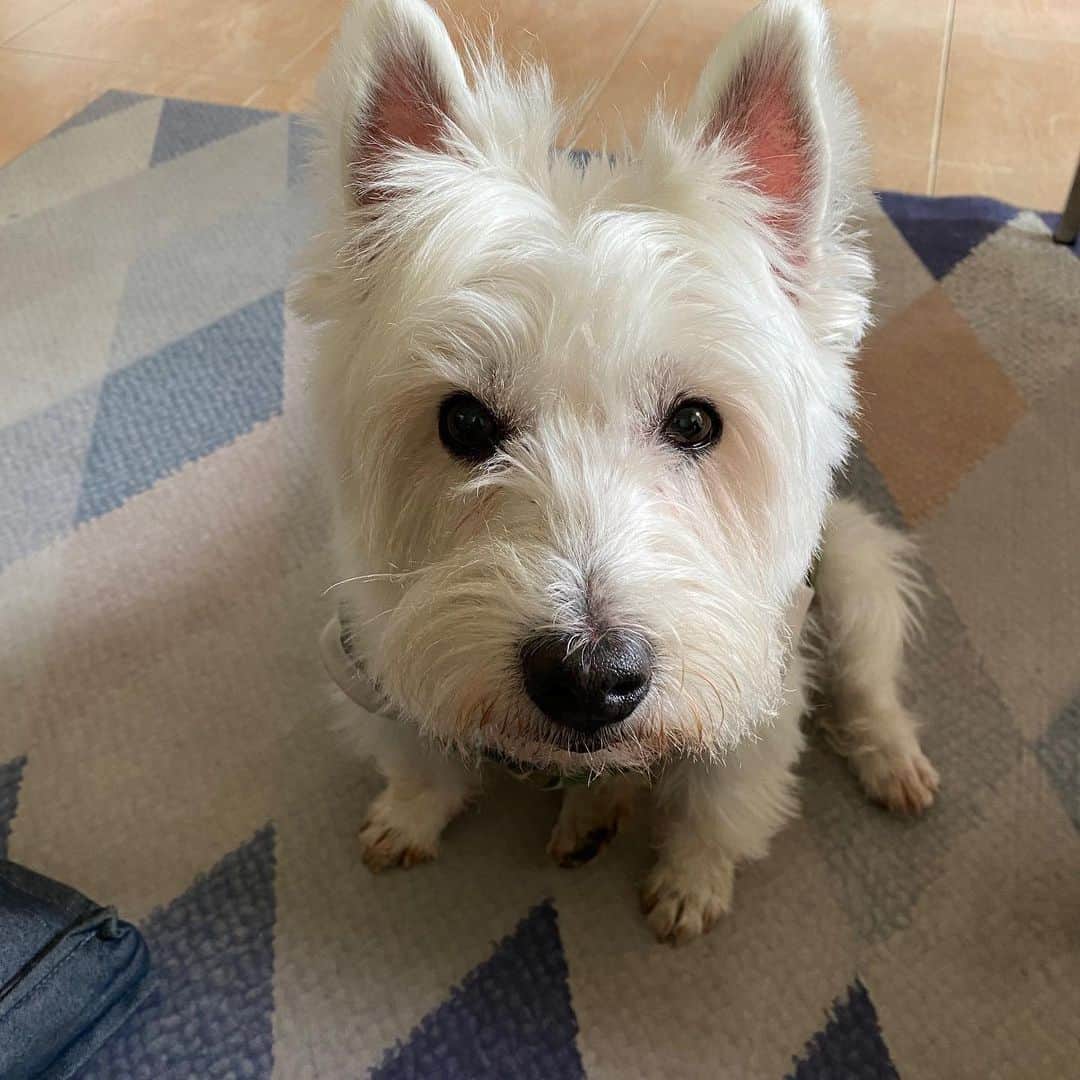Hoykong&Plamuekのインスタグラム：「Good moring!  #drop_your_beautiful_dog_head_challenge  #plamuek_westies」