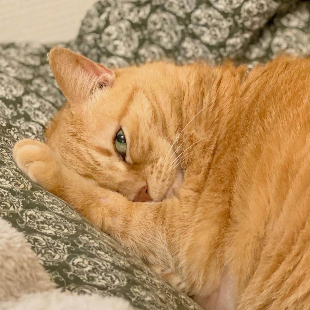 のインスタグラム：「※ からあげと目が合う画像。  #あり得ないことを言ってみる」