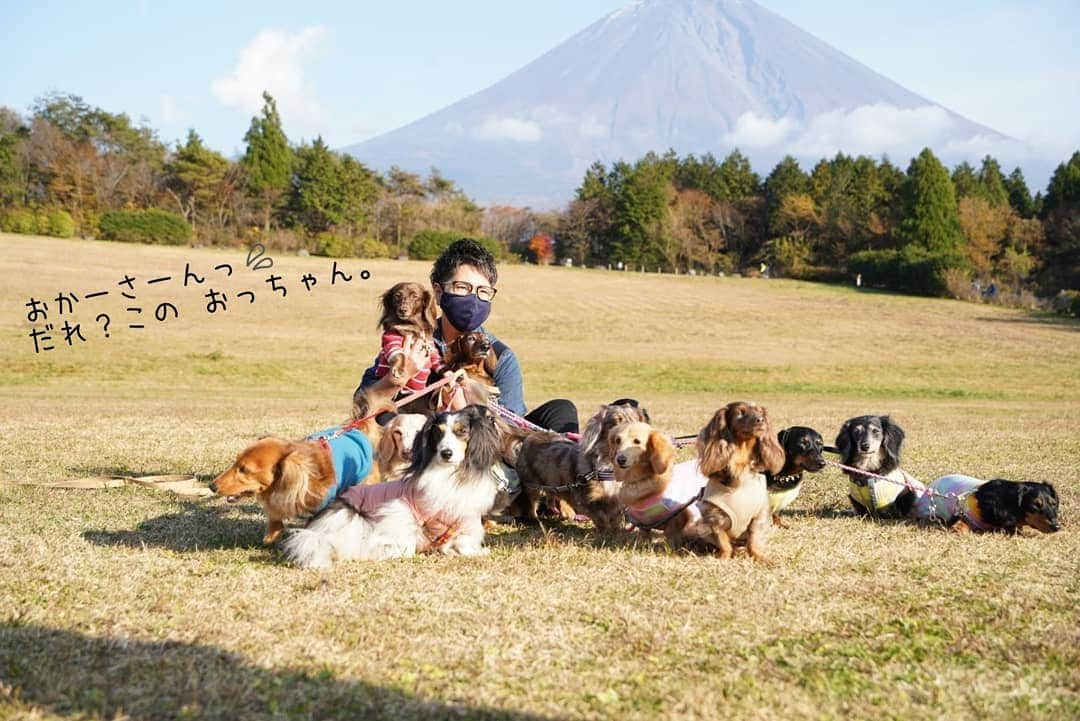 etsukoさんのインスタグラム写真 - (etsukoInstagram)「* 2020.11.22 ある日の 心の叫び🐶 スワイプしてね🎵 * * * 🐶💬 『あーちゃん 酷い目にあったですよ…( ˘•_•˘ )』 * * * 👧💬 『母さんもびっくりしたよ( ⊙⊙)!! Alohaさんが 男の人に抱っこちゃんされるなんて～！』 * * * 恐るべしお父ちゃんね。 @nktryt  * * * #あろまっぷ  #ミニチュアダックスフンド  #ミニチュアダックス #チョコソリッド  #チョコソリ  #犬のいる暮らし  #朝霧 #あほんだらin朝霧 #富士山 #miniaturedachshund  #miniaturedachs  #dogstagram  #dogoftheday  #ig_dogphoto  #alohahappy🐶」11月22日 14時03分 - aloha_with_etsuko