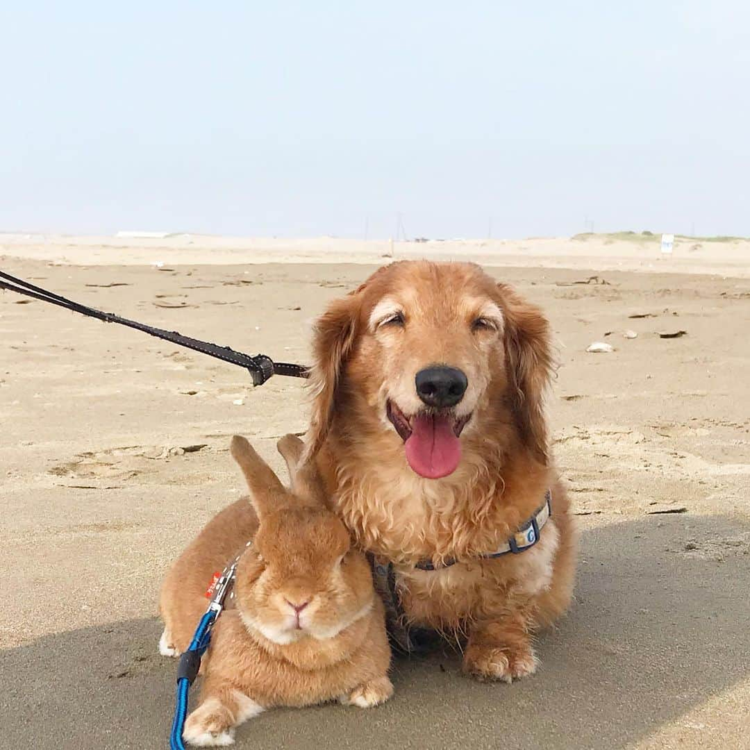 Chieko Shibutaさんのインスタグラム写真 - (Chieko ShibutaInstagram)「たろー🐶&うじゃこ🐰 地方☀️ 誰もいない　淋しい海🏖 たろーはご機嫌❤️ 今日も青春　全力で🐕💨 うじゃこはマイペース😌  💕✨🐶🍀🐰✨💕 #わんこの散歩 #dachshund #dachshunds #dachshundlove #dog #dogs #doglove #instadog #instagram #instagood #pet #pets #petsagram #cute #cutepe #cutepet #cutedog #cuteanimals #likes #smile #rabbit #ラビット #ミニュチュア #ミニュチュアダックス  #ミニュチュアダックスフント #うさぎ部 #うさぎ #ダックス #ダックスフンドロングヘアー#犬とうさぎ」11月22日 14時04分 - chieko.81