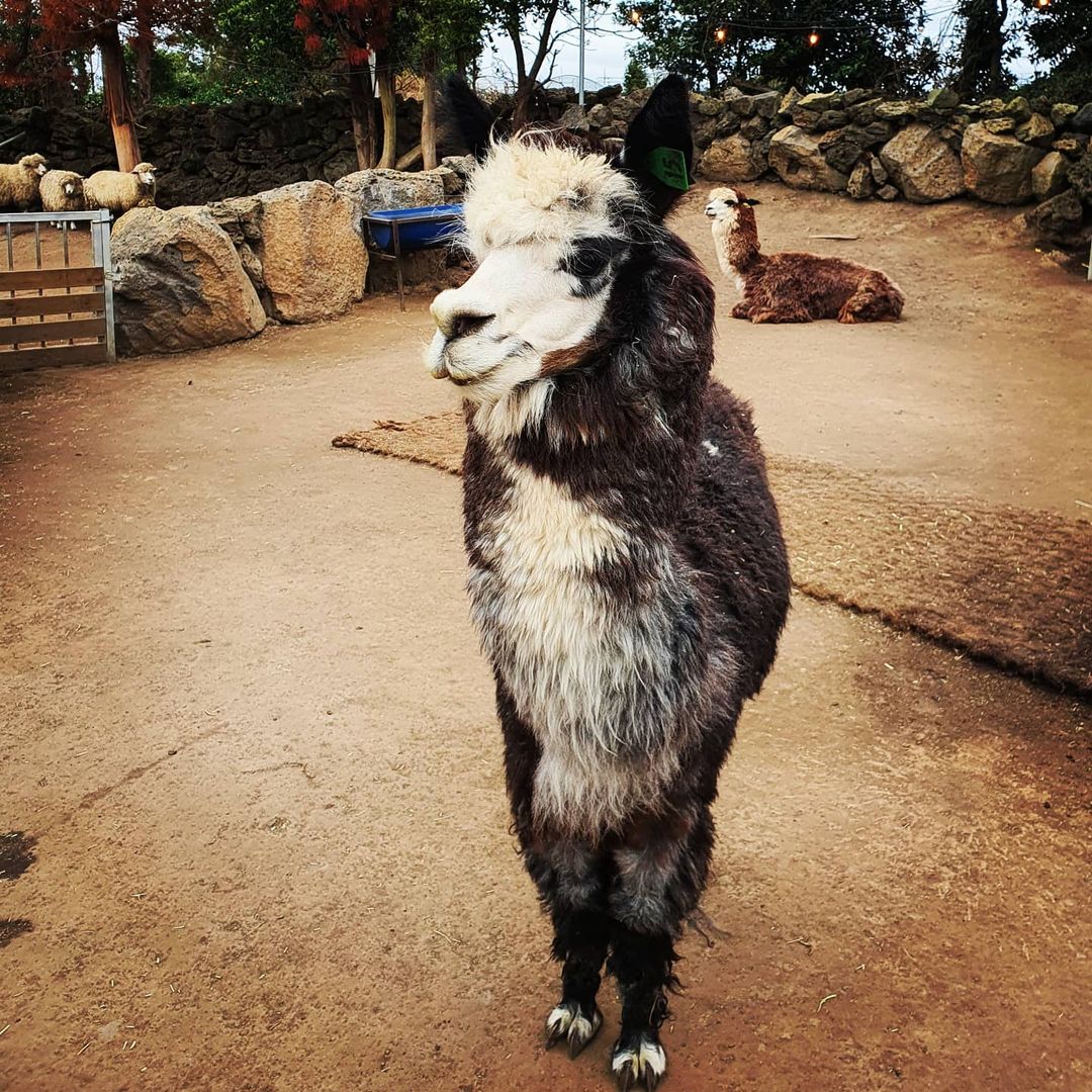 チョン・ダへのインスタグラム