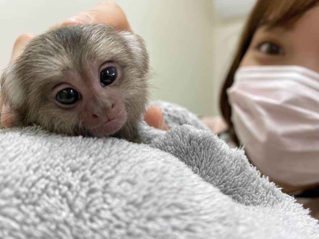 田中瞳さんのインスタグラム写真 - (田中瞳Instagram)「. たまらなく愛おしい子に出会いました。 12月OAの特番です！  #コモンマーモセット」11月22日 19時54分 - hitomi_tanaka_9