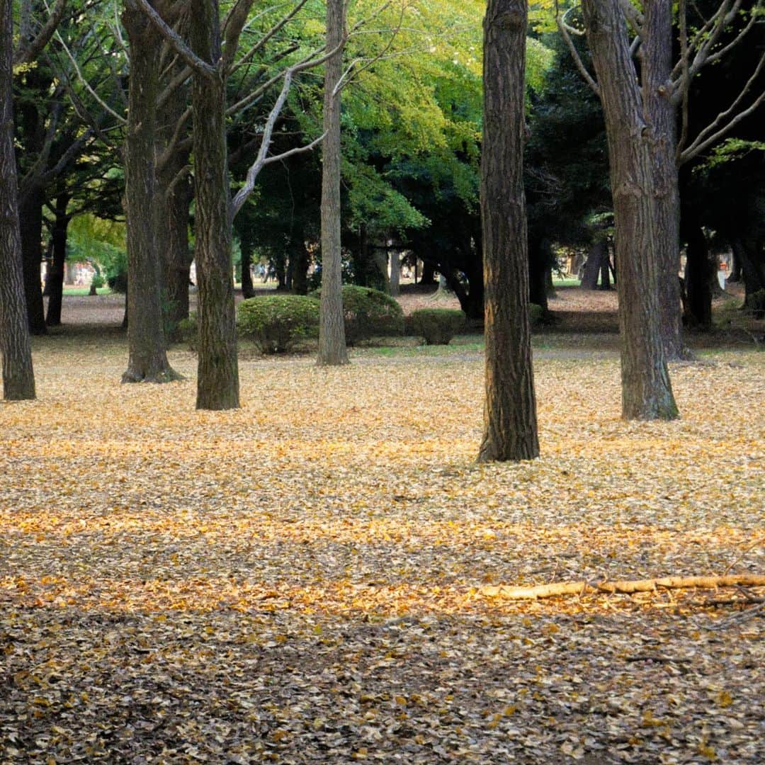 沙夜香のインスタグラム：「Strawberry candy in autumn.」