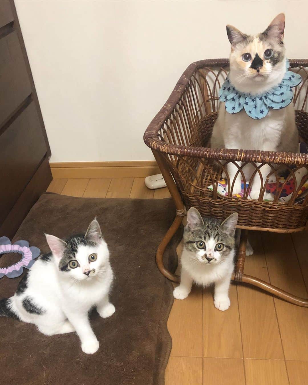 maimocotoのインスタグラム：「#つばきとくら丸  の可愛いを寄せ集めました❤︎ 保護部屋に私が行くと隠れちゃうけど、おもちゃをふってると出てきてくれるよ🦋 捕まえちゃえば抱っこもできる♪ 昨日は夜遅くなのにLive観てくれた皆さまありがとうございました😊可愛いを伝えられて嬉しいです✨ 来週はもう1人子猫がやって来ます。早く3人で遊ばせてあげたい！ ＊ ＊ 『ママのいいつけまもって、にんげんのことは信じないんだよ！ぼくたち』 ＊ ＊ #本当は甘えん坊のくせに #まんまるフェイスのつばき #魅惑のお鼻まわりのくら丸  #里親さん募集中 #ザビエル首輪」