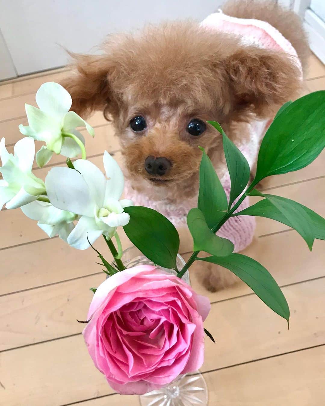 toshiyaotsuboさんのインスタグラム写真 - (toshiyaotsuboInstagram)「今回の @bloomeelife お花の定期便💐 パステルカラーのニットと合わせました🐶😉👍 ＊ クーポンコード totsu にて初回のお花のお届けが無料になります！ぜひお使い下さい🐶☺️  #プードル#トイプードル#ティーカッププードル#犬#poodle#teacuppoodle#toypoodle#dog#dogstagram#instadog#푸들#caniche#Pudel#貴婦狗#animalsco」11月22日 14時35分 - toshiyaotsubo