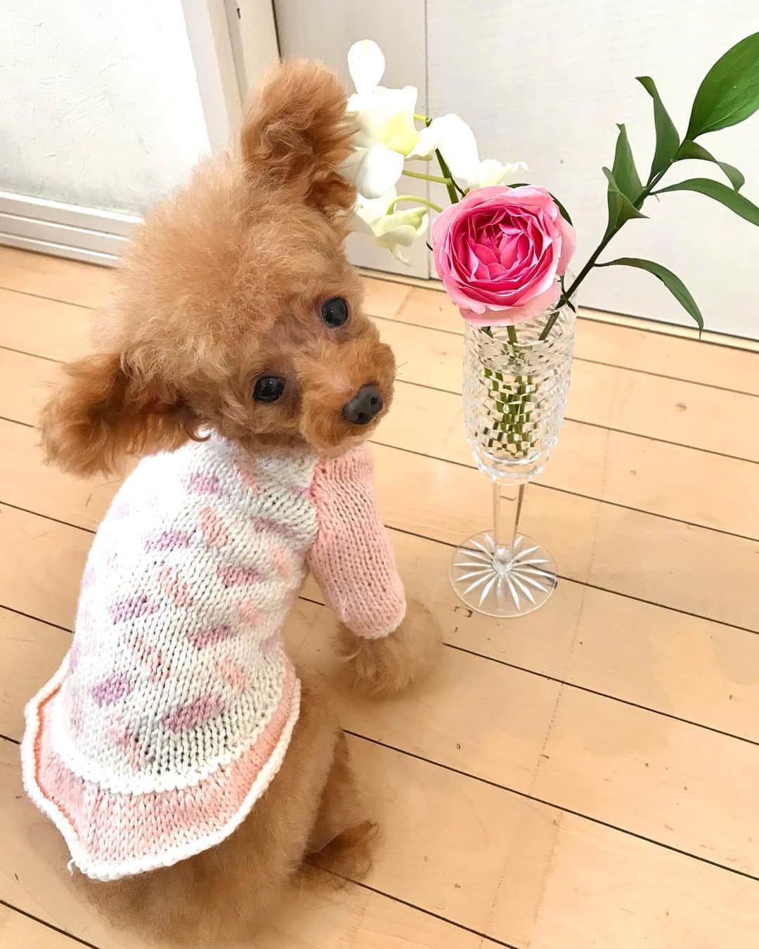 toshiyaotsuboさんのインスタグラム写真 - (toshiyaotsuboInstagram)「今回の @bloomeelife お花の定期便💐 パステルカラーのニットと合わせました🐶😉👍 ＊ クーポンコード totsu にて初回のお花のお届けが無料になります！ぜひお使い下さい🐶☺️  #プードル#トイプードル#ティーカッププードル#犬#poodle#teacuppoodle#toypoodle#dog#dogstagram#instadog#푸들#caniche#Pudel#貴婦狗#animalsco」11月22日 14時35分 - toshiyaotsubo