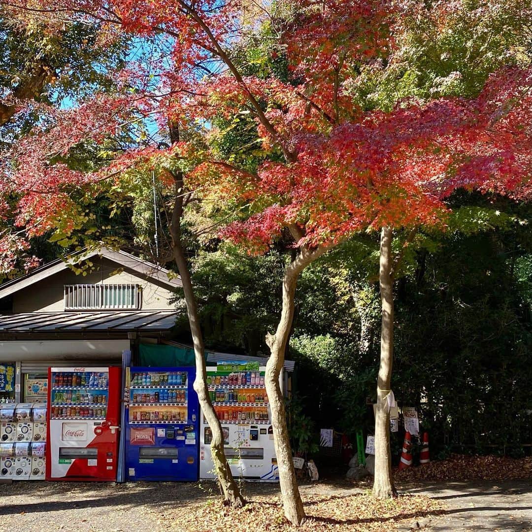 江口寿史のインスタグラム：「今日の井之頭公園の紅葉。真っ赤になるまでにはもう少しかな。」