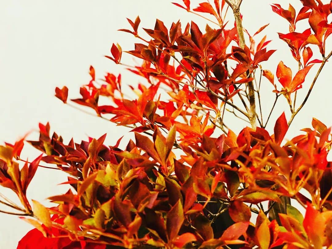 宮内 孝之 花飾人 花の妖精のグルメインスタ