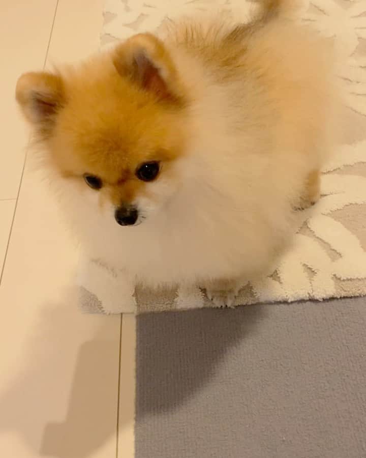 RIO POMEのインスタグラム：「おいも❓  もやし❓  さんぽ❓  やっぱり…  だっこ〜❤️❤️❤️  あまえんぼさんめ💕  いちいちかわいいじゃないか😍 (あいかわらず親バカ😆)  チョキチョキしてきましたよ💕 わかるかな❓  あし…  みじか😆  それも愛しい🥰  皆さまよい休日を💕  あ❗️今日で1000投稿だ😆  #ポメラニアン #pomeranian  #犬 #dog #dogstagram#doglover #愛犬 #わんこ #ポメラニアン大好き #ポメラニアンが世界一可愛い #pom #ぽめらにあん #ポメ#pomeraniansofinstagram  #pomeranianlove #ふわもこ部 #いぬバカ部 #癒しわんこ#instapic#pomstagram #puppy #dogsofinstagram #cute#cutedog #リトグリ大好き」