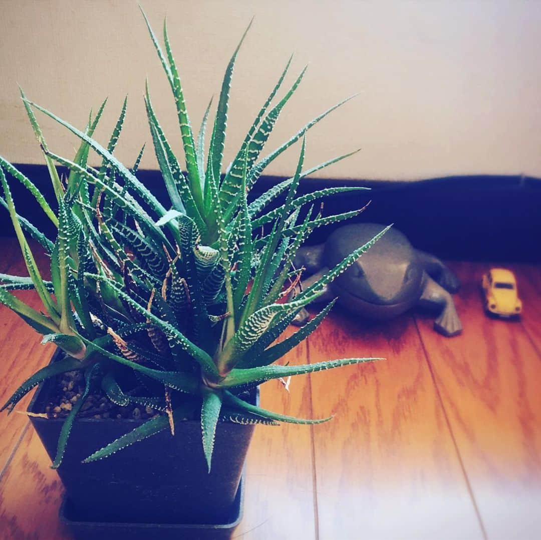 関沢圭司のインスタグラム：「鉢の大きさはいつ変えるべき？  keijisekizawa.net/blog  #鉢の大きさ　#シマシマゼブラ」