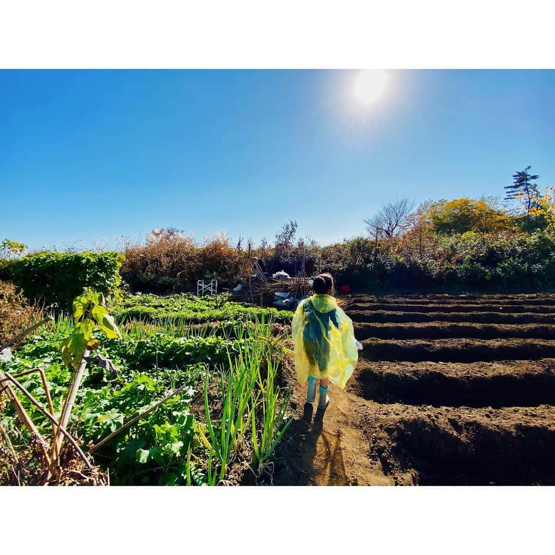 のインスタグラム：「娘が2歳からふたりで毎年苗付けと収穫に通ってる畑。 今年はコロナで苗付けは出来なかったんだけど、収穫には来られてよかった。  里芋・さつま芋・大根・冬瓜・春菊・すべりこみでピーマンも。  各種、ものすごい量あります。 欲しいひと言ってね。笑」
