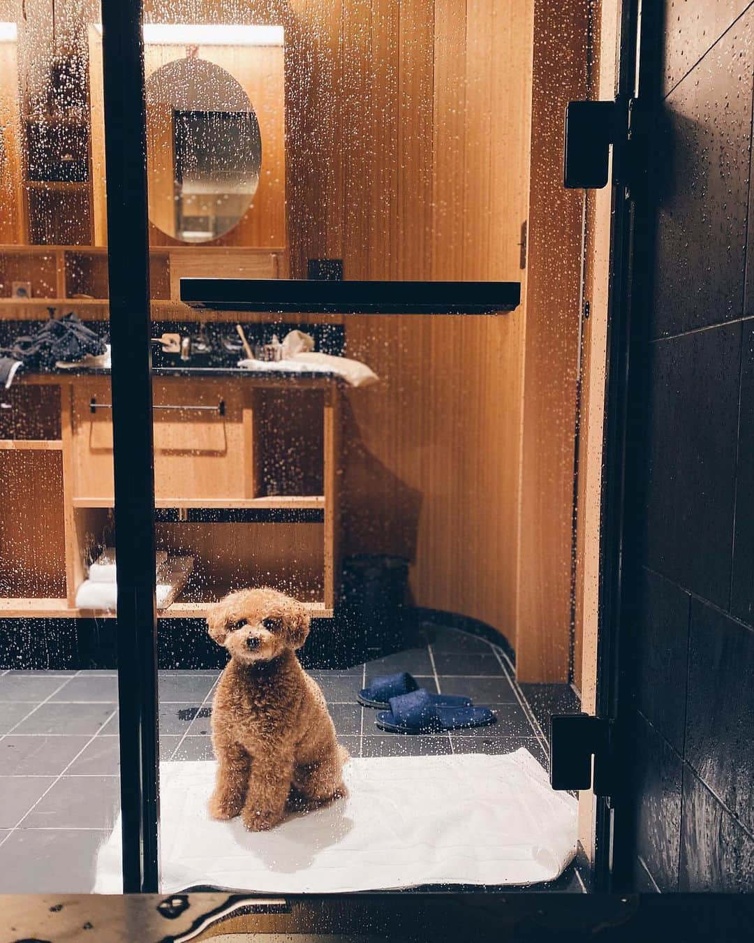 小塚源太さんのインスタグラム写真 - (小塚源太Instagram)「🐶friendly hotel そこはさすがの @acehotelkyoto  新風館の全施設や街全体、はたまた日本全国がそうであったらなお良いのにな。とにかく快適ステイでした🙏🏽 #dogfriendly #acehotel #Kyoto」11月22日 16時06分 - untlim