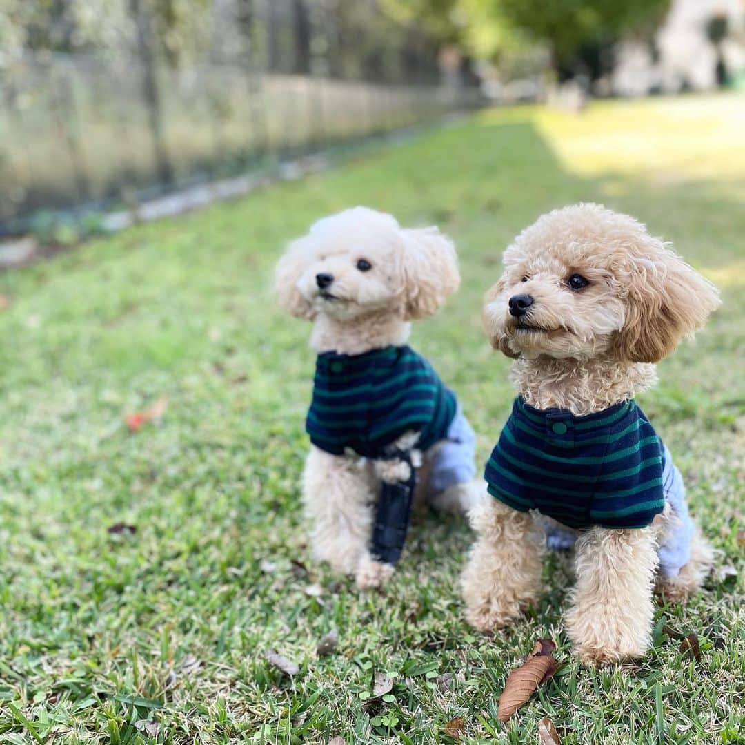 SHIORIのインスタグラム：「✔︎dogs . . . good boys🐶💕 . . . . 甘やかしすぎですねって トレーナーさんにすぐばれた🙊💕笑 . . トイプードルは寒がりなので この時期になるとお洋服必須ですよん🐶 @magazinelee  . . . #toypoodle #dogstagram #kyoto #トイプードル #わんこのいる生活 #わんこなしでは生きていけません会 #ドッグラン #京都 #lee #犬服」