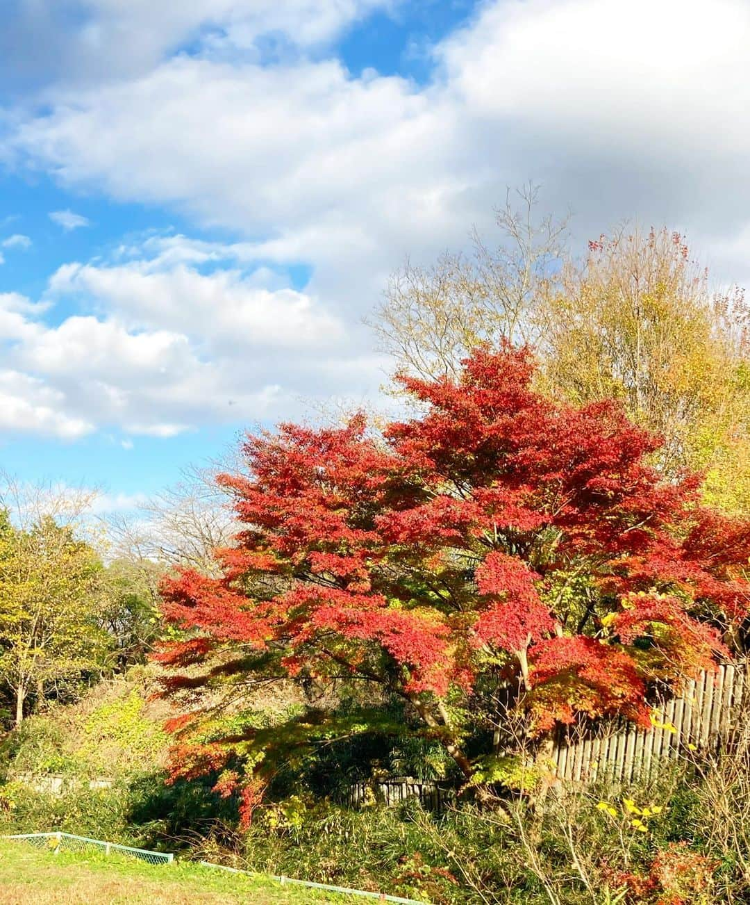 杉山明子さんのインスタグラム写真 - (杉山明子Instagram)「オーラ美人研究家﻿ ﻿ 🍁紅葉🍁﻿ ﻿ 日本に生まれてよかった✨って瞬間！﻿ ﻿ ﻿ @akikopeanut﻿ ﻿ ﻿ 〜わたしはわたしを生きる〜﻿ オーラ美人研究家　杉山明子﻿ ﻿ 魅力発見診断プレゼント🎁﻿ ﻿ LINE公式アカウント﻿ ID : @mln 2562y﻿ ﻿ ﻿ #紅葉　#もみじ　#秋　#青空　#紅葉狩り　#ポージング　#ウォーキング　#ブランディング　#魅力　#オーラ全開プログラム　#存在　#おうちエステ　#セルフケア　#美脚　#足痩せ　#脚痩せ　#ダイエット　#デトックス　#体質改善　#ホメオパシー　#フラワーエッセンス　#インナーチャイルド　#アクセスバーズ　#美脚で世界をかけめぐる　#冷え　#インスタグラマー　#インフルエンサー　#杉山明子」11月22日 16時33分 - akikopeanut