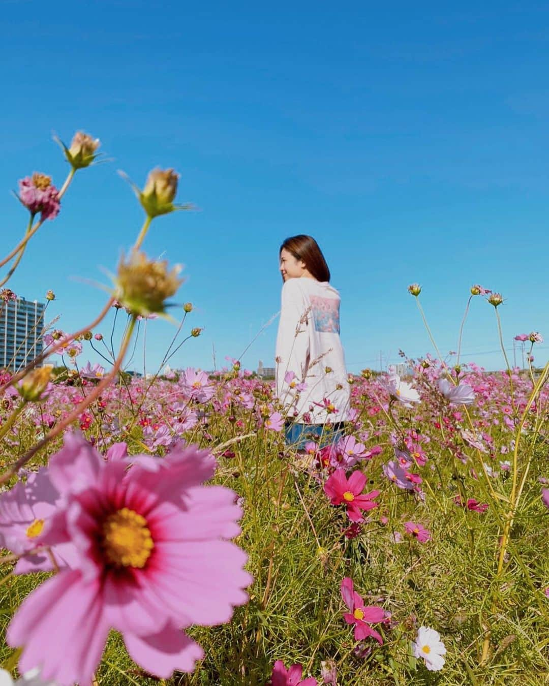 清水由紀さんのインスタグラム写真 - (清水由紀Instagram)「. 通りかかりに秋らしい風景みっけ🌸  #コスモス #コスモス畑  #こすもす #cosmos #秋桜  #偶然にも洋服の色と合ってた」11月22日 17時15分 - shimizu_yuki_official_