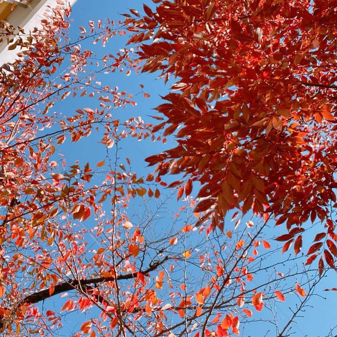 堀口日萌さんのインスタグラム写真 - (堀口日萌Instagram)「. 葉っぱ葉っぱ②🍁🍁  紅葉っていつも気づいたらまっちゃっちゃになっておわってるからさ 今年は楽しもうと思って！ ハート作ってハート作って秋満喫しきった❤️❤️ 焼き芋焼いたりしてみたいけどスーパーで買うことにする🍠☁️  #紅葉#autumn#autumnvibes#heart」11月22日 17時18分 - himechannel_0624