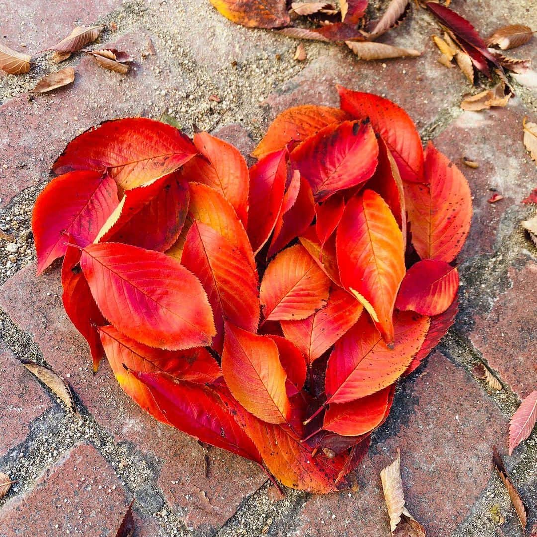 堀口日萌のインスタグラム：「. 葉っぱ葉っぱ②🍁🍁  紅葉っていつも気づいたらまっちゃっちゃになっておわってるからさ 今年は楽しもうと思って！ ハート作ってハート作って秋満喫しきった❤️❤️ 焼き芋焼いたりしてみたいけどスーパーで買うことにする🍠☁️  #紅葉#autumn#autumnvibes#heart」
