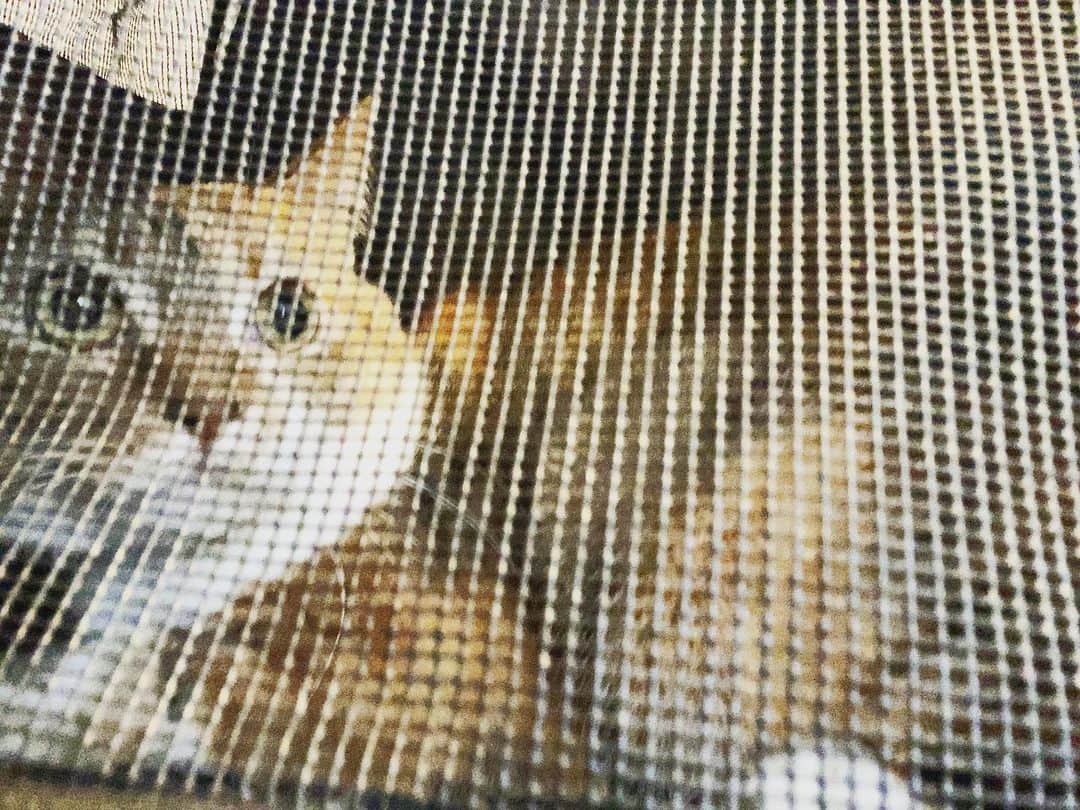 shigureのインスタグラム