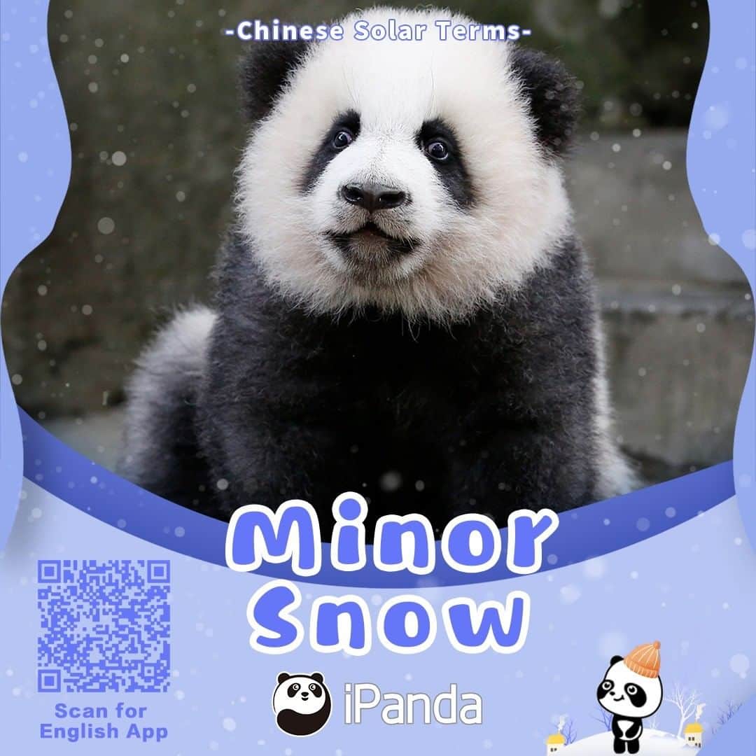 iPandaさんのインスタグラム写真 - (iPandaInstagram)「Minor Snow, the 20th solar term of the year, indicates the cold wave is approaching and it may start to snow. Our pandas are ready to build a snow panda and embrace themselves with their thick fur coat. So how about you? 🐼 🐼 🐼 #Panda #iPanda #Cute #ChineseCulture #PandaPic」11月22日 17時30分 - ipandachannel