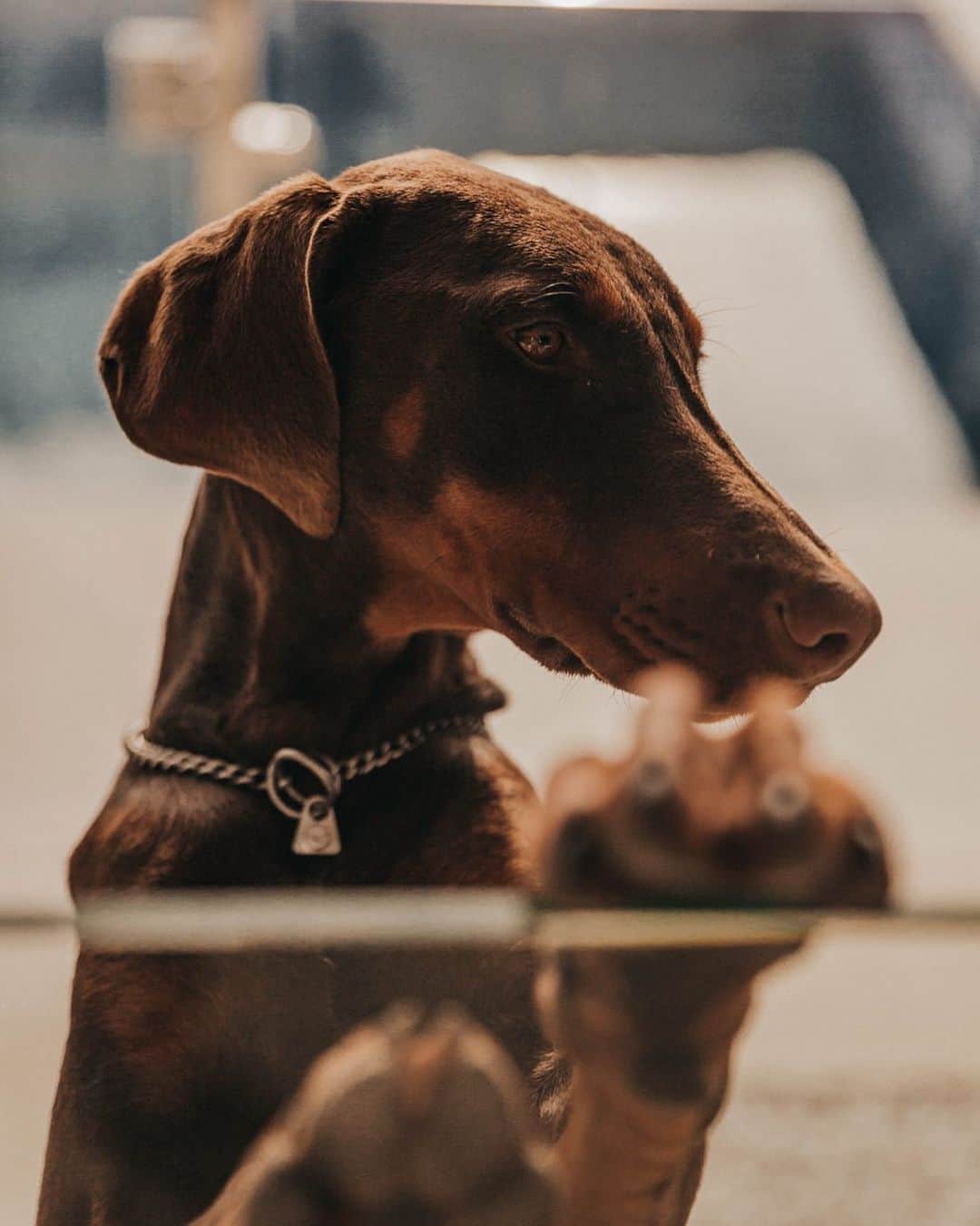 イバイ・ゴメスのインスタグラム：「Hello Sunday! 🐶 • #Tokio」